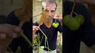 ازرع شجرة ليمون كبيرة مزهرة ومثمرة بأقصر وقت 🍋 بدل الانتظار سنوات عالفاضي وبدون ضمان 🌿👌
