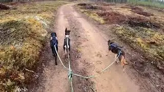 Kickailua