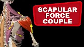 Scapular Force Couple - Muscle collaboration in the shoulder