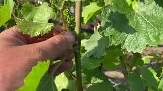 Grapevine side shoots! What are they, what are they for, and how to deal with them? Green operati...