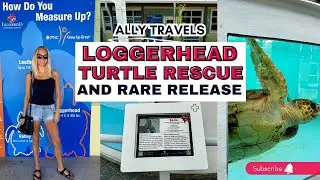 Journey of Hope: Loggerhead Turtle Release in Juno Beach