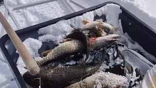 Нижняя Тунгуска. Юрий Александрович выловил всех щук