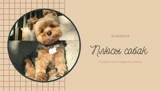 ❤️плюсы собаки или почему стоит завести собаку 🐶🥺