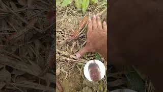 MAMULOT TAYO NG MUD LOBSTER! 🦞 #mudlobster #tenoitv #dmtenio #dondalmasio