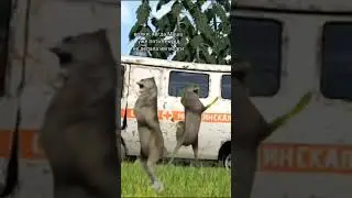 кто не понял я про Маша и медведь