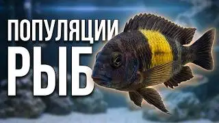 Популяции рыб  озера Танганьики !!!