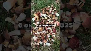 October 6, 2025 Belarus 🇧🇾! Boletus mushrooms!
