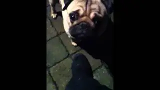 Dug The pug