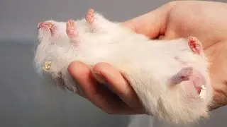 How to Revive a Hamster that LOOKS Dead