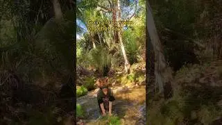 Fox going for a swim in the creek ^_^ 🐟🐾 #therian #fox #quadrobics #nature #alterhuman