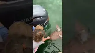 Köpek Balığını besleyelim derken çocuğu ile beraber yem oluyordu!!!
