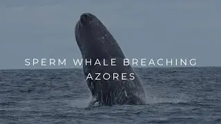 SPERM WHALE BREACHING again and again | Azores