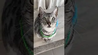 Celebrating my cat’s 3rd birthday! 🎂😻 #catshorts #shortsfeed #shortvideo