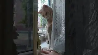 Не трогай! 🐱🐱🐱