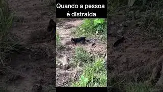 Quando a pessoa é distraída #animais #natureza