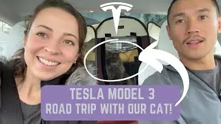 Tesla Model 3 Road Trip with Pet Cat! Florida to Louisiana | SUPERCHARGER | AUTOSTEER | DOG MODE