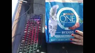 promo croquette chat Purina one