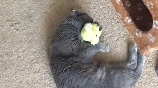 Кот играет с мышкой