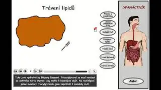 Trávení, část 17: Dvanáctník - trávení lipidů