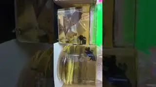 wild beta