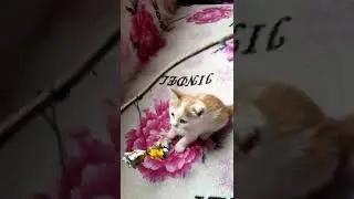 фантик и филя