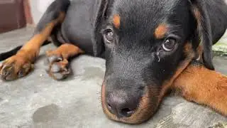 Marshal Rottweiler dog || cute puppy 🐶 || Aggressive dog ‼️