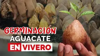 GERMINACIÓN  de aguacate en VIVERO 🌱🥑 ¿Cómo es?