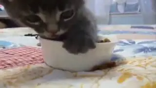 Вайни