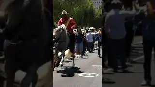 AMAZING DANCING HORSE #shorts #shortvideos #youtubeshorts