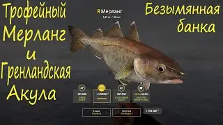 Трофейный мерланг и Гренландская акула. рр4
