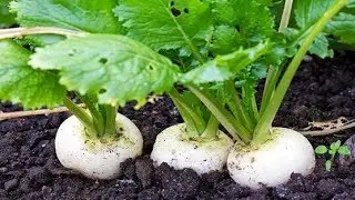 9 Of The Fastest Growing Veggies You Can Harvest In No Time