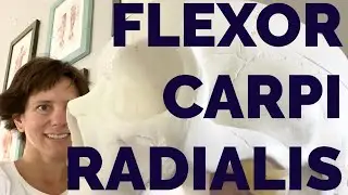Flexor Carpi Radialis muscle