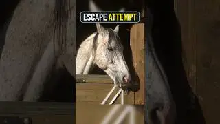 Horse Escaping Attempt