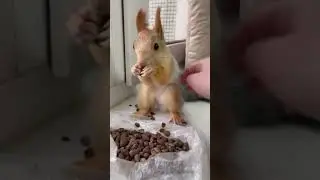 Она очень любит кушать кедровые орешки