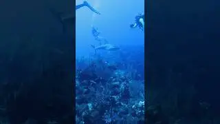 Diving with Sharks in Grand Cayman