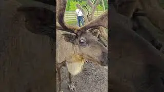 Северные олени Белорецка.
