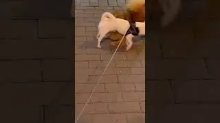 ВСТРЕТИЛИ ОЧЕНЬ АГРЕССИВНОГО ШПИЦА - ВАЙТЮХА В ШОКЕ!