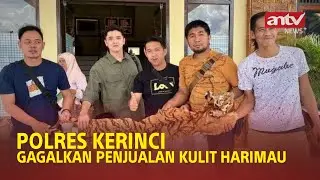 POLRES KERINCI GAGALKAN PENJUALAN KULIT HARIMAU