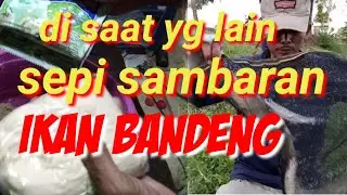 effective milkfish fishing bait cheap festive