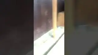 Довольные морды 🙂