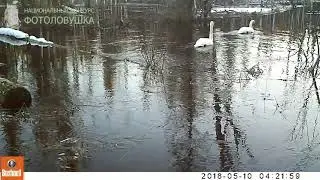 ID4337/Пинежский заповедник/Вплавь, да по течению-лучше