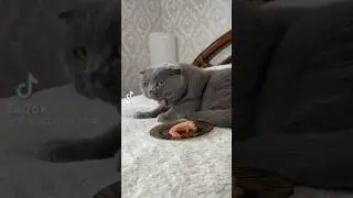 когда тошнит от еды до блевоты
