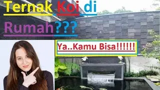 Bisa !!! Ternak Koi !!! Update Breeding Koi Umur 21 Hari Jenis Kohaku di Kolam Rumah