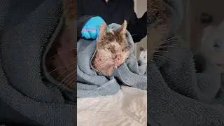 Extremely Sick Cat Rescued 