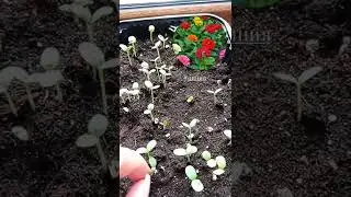 Циния 🌱 
