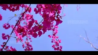 Heaven in Ranchi, Jharkhand | Jharkhand Blossoms | Jharkhand Nature | Flora Jharkhand