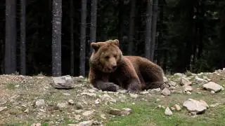 Карпаты