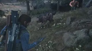 When you playing Survival 2 this happens in Days Gone