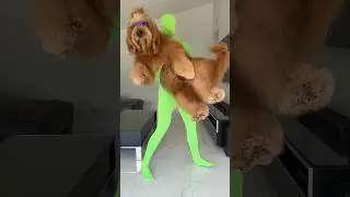 How I taught my dog to fight! 