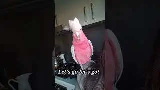 Talkative galah baby Ella talks like pro! Talking cockatoo